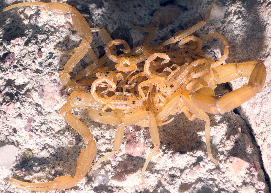 We Seal Out Scorpions Home Seals Scorpion Sealing